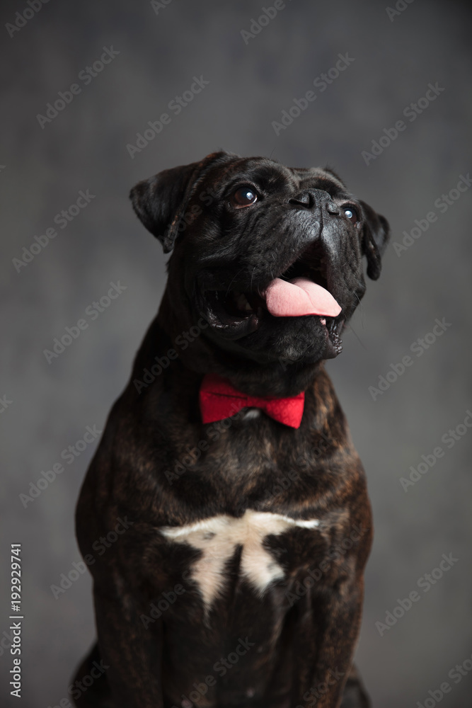 panting cute gentleman boxer dog is sitting with mouth open