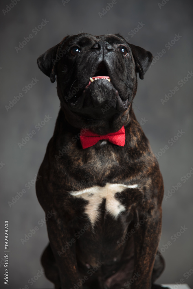 seated elegant boxer dog looks up
