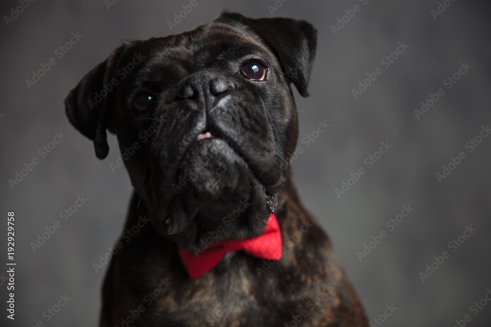 sad male boxer dog wearing bowtie