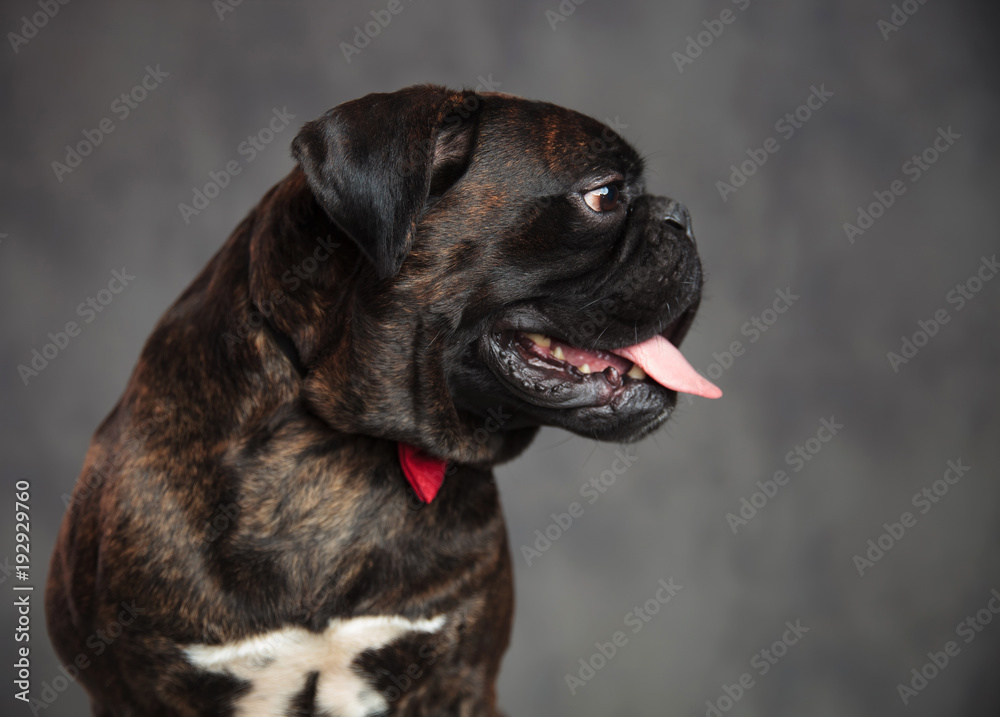 profile view of a panting boxer dog with mouth open