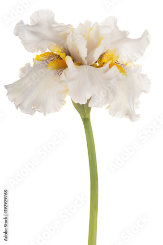 Fototapeta Naklejka Na Ścianę i Meble -  iris flower isolated