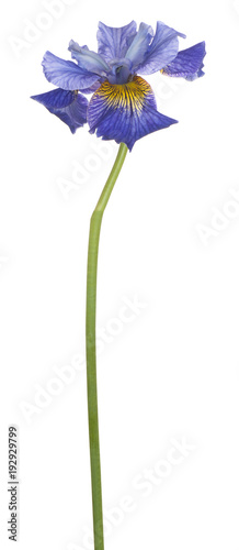 Fototapeta Naklejka Na Ścianę i Meble -  iris flower isolated