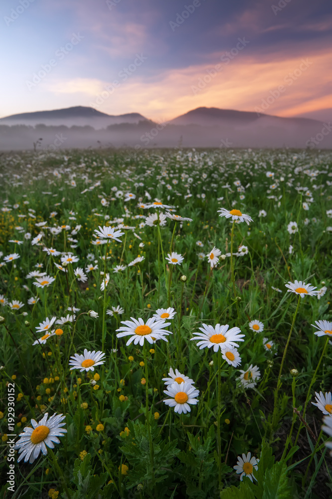 Daisies in the field near the mountains. Meadow with flowers and fog at sunset.