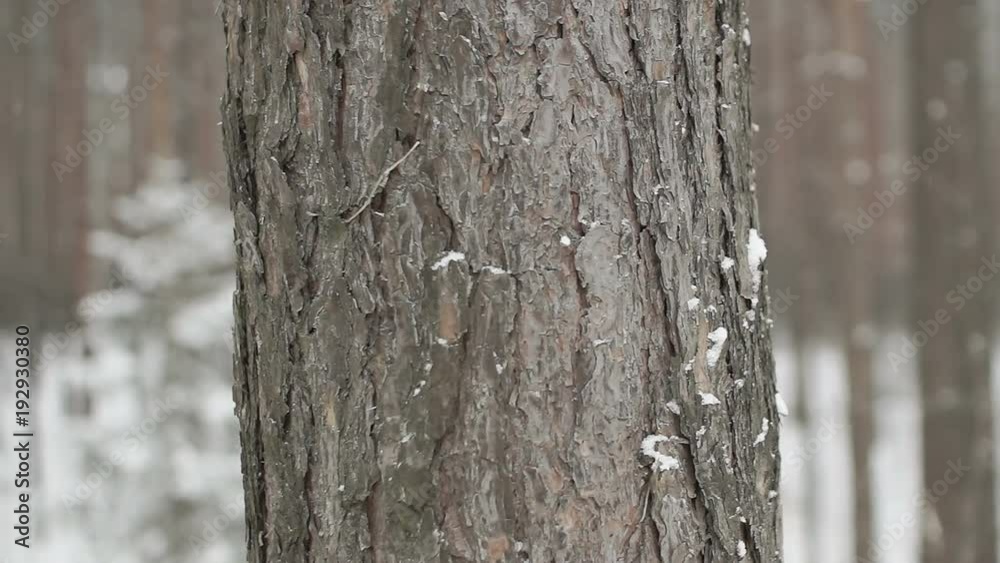 a lot of tree trunks in the winter forest. close-up of a bark of a trunk of a pine on a background of a snowfall a lot of tree trunks in the winter forest. close-up of a bark of a trunk of a pine on a background of a snowfall