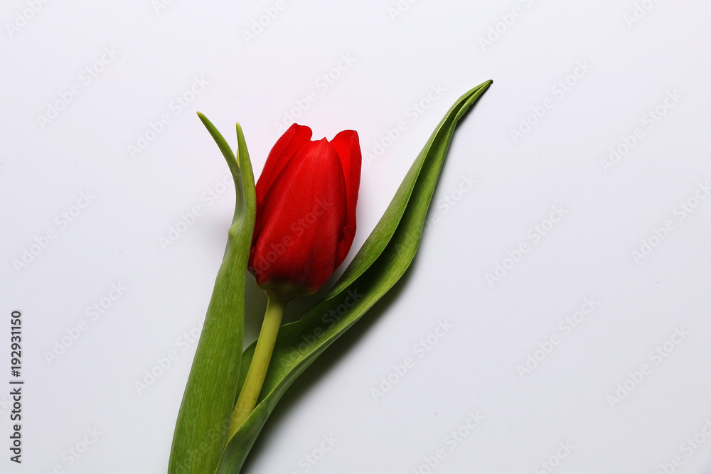 Beautiful red tulip on a white background Beautiful red tulip on a white background
