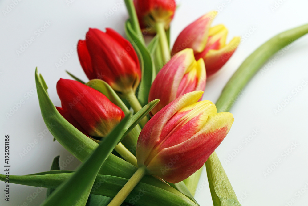 Bouquet of festive spring tulips on a white background Bouquet of festive spring tulips on a white background
