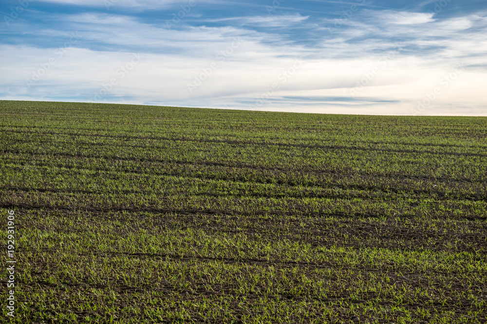 First green shoots in a plowed field. Sky with white clouds on the outskirts of Alcalá de Henares.