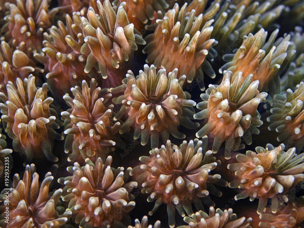 Coral polyps, Korallenpolypen (Galaxea sp.)