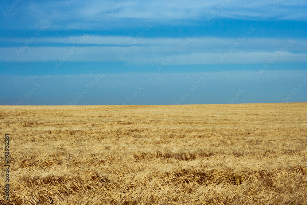 Wheat field on sunny day Wheat field on sunny day