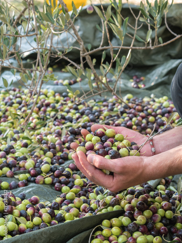 Young man haresting olives photo