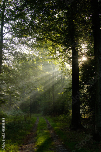 bois arbres sapin lumiere vert environnement