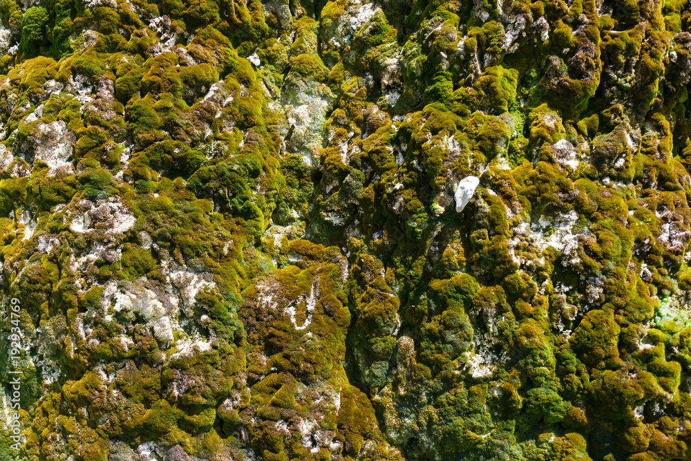 Close-up green beautiful moss on a wet rock cliff.
