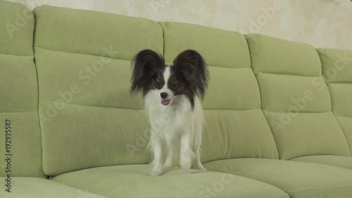 Young dog breeds Papillon Continental Toy Spaniel dog catches big ball and plays slow motion stock footage video photo