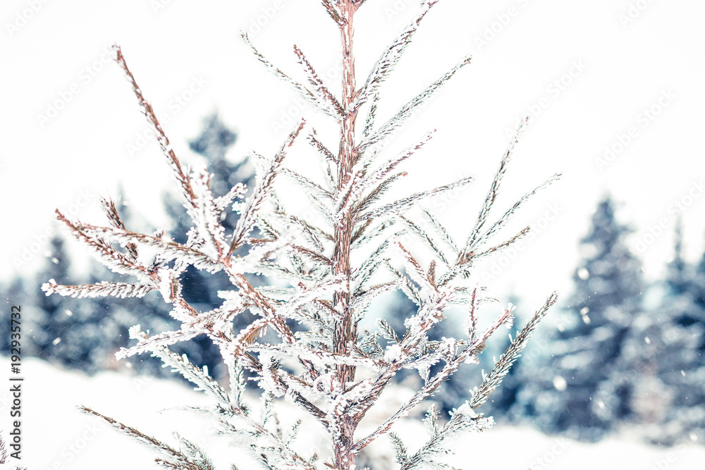 Snowy fir trees winter background
