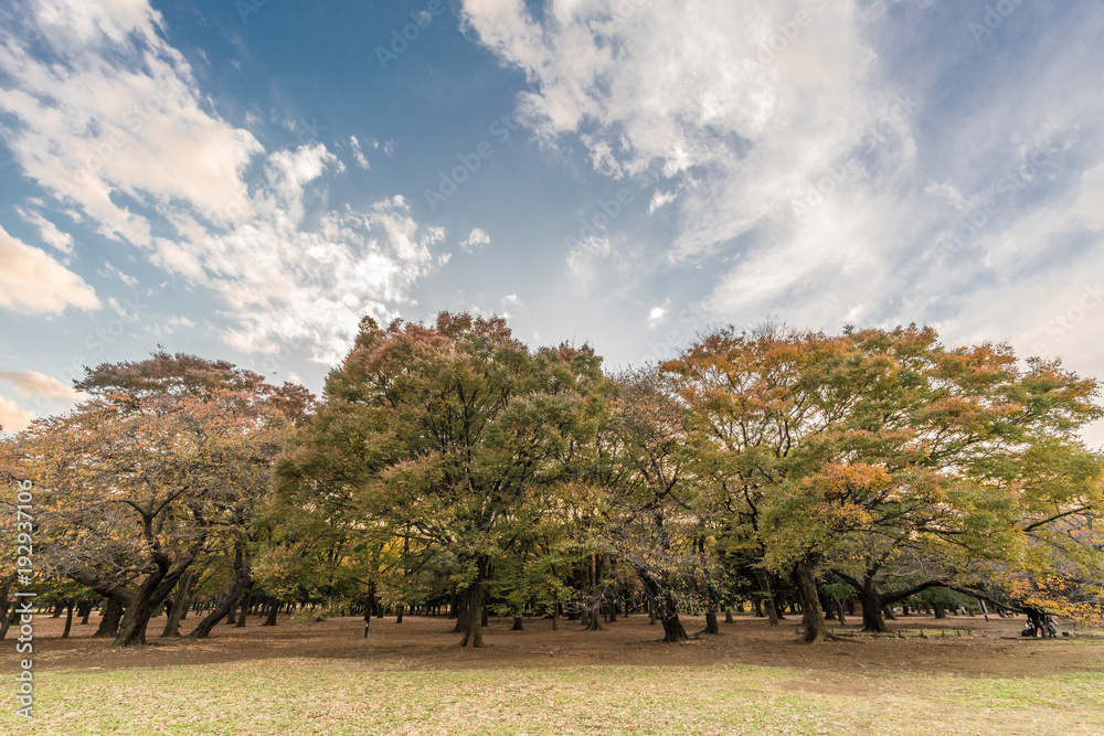 Momiji (maple tree) Autumn colors, Fall foliage sunset at Yoyogi Park in Shibuya ward, Tokyo, Japan