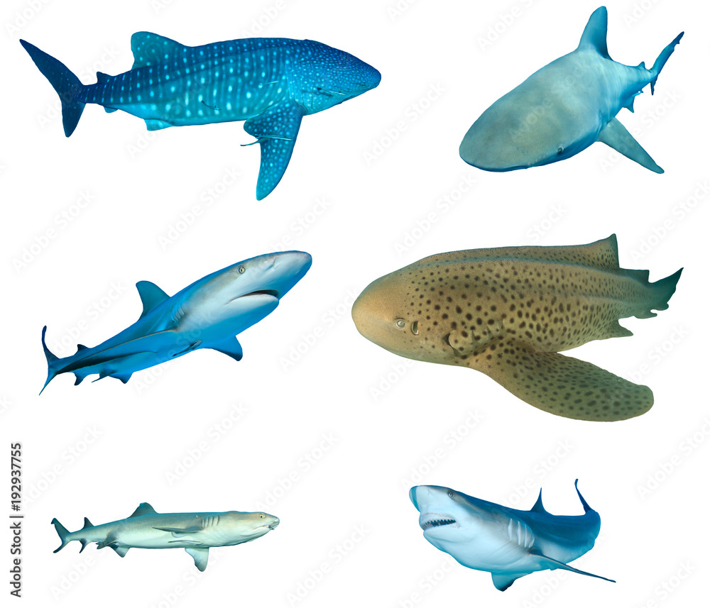 Shark species collection isolated. Whale Shark, Bull Shark, Caribbean Reef, Leopard (Zebra), Whitetip and Grey Reef Sharks on white background