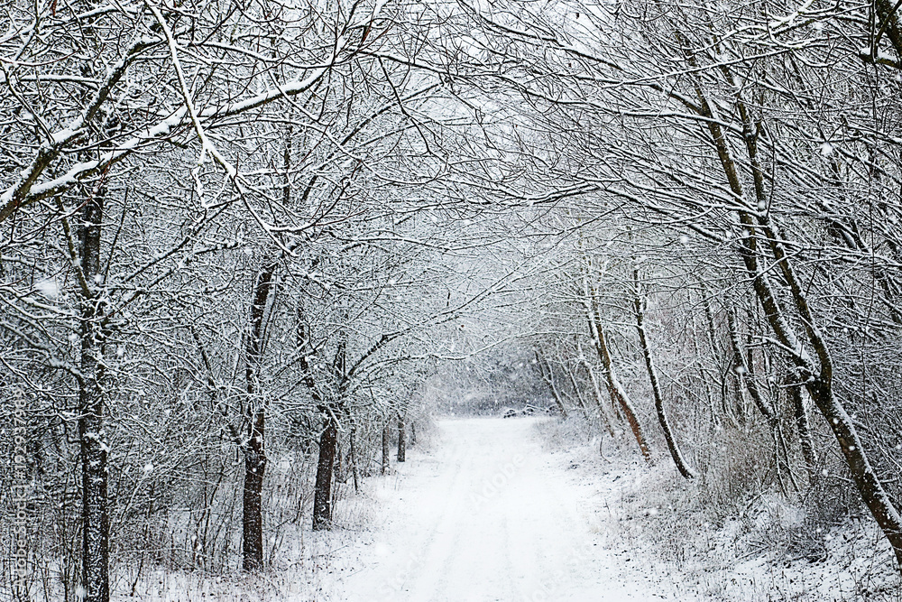 Fototapeta premium Bavaria, solitary winter path under snowfall