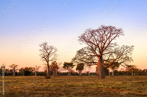Boab (aka Baobab tree) trees at sunset in the Kimberley town of Derby, Western Australia, Australia. Endemic to Australia, boabs occur in the Kimberley region of Western Australia.