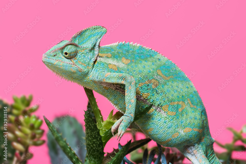 Obraz premium Side view of funny tropical chameleon crawling on succulents isolated on pink