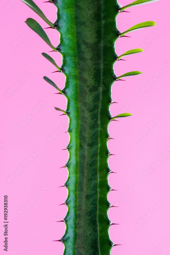 Naklejka premium close-up view of beautiful green succulent plant with thorns and leaves isolated on pink