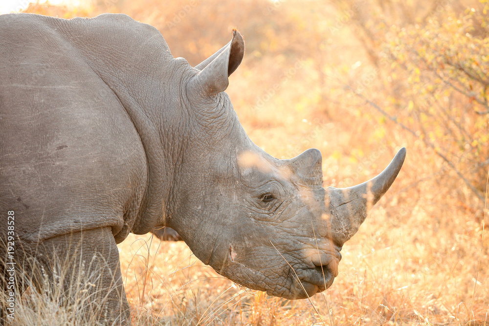 Obraz premium Close up view of an African White Rhino