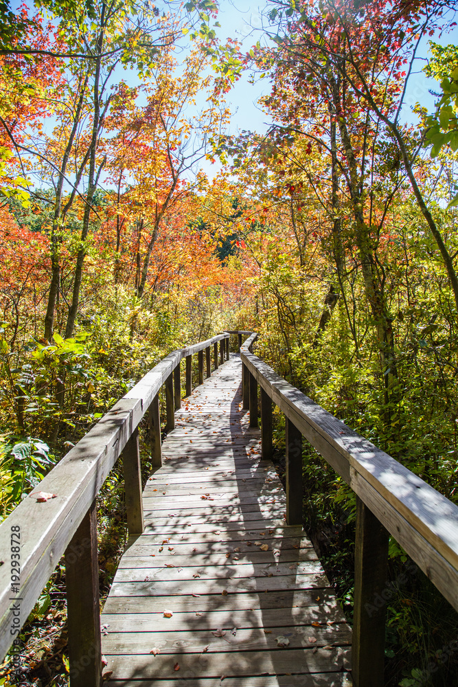 Swamp boardwalk in the autumn forest