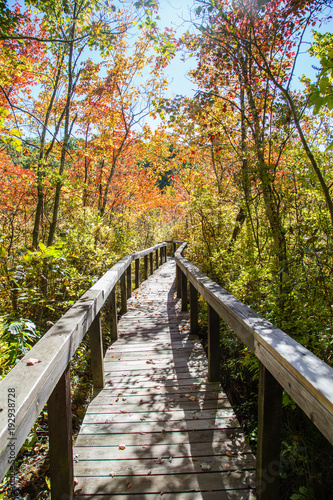 Swamp boardwalk in the autumn forest