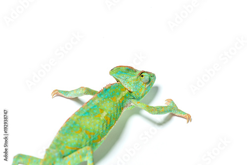 beautiful colorful tropical chameleon crawling isolated on white