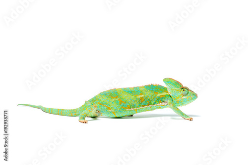 side view of beautiful colorful tropical chameleon isolated on white