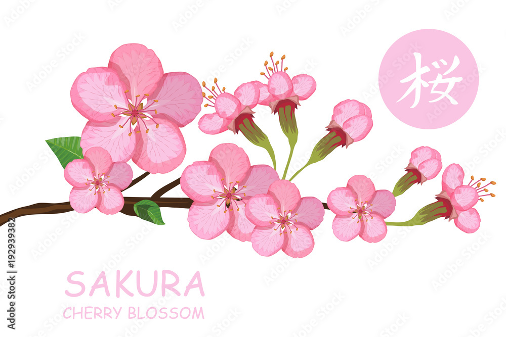 Blossom cherry tree. Traditional Japanese Sakura. Cherry blossom