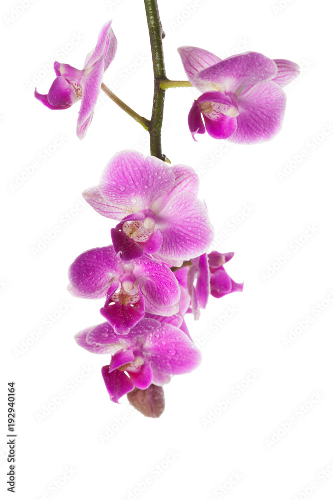 orchid isolated on white orchid isolated on white