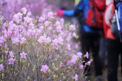 The Azalea Flowers in Korea. 