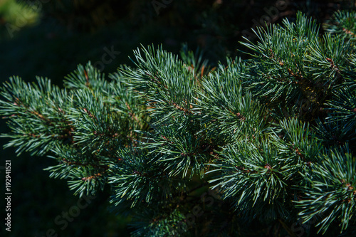 green prickly branches of a fur-tree or pine