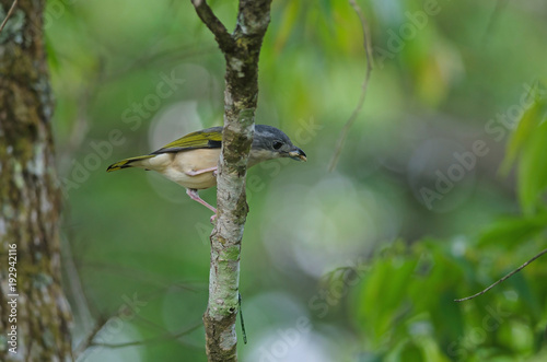 Blyth's Shrike-babbler on tree photo