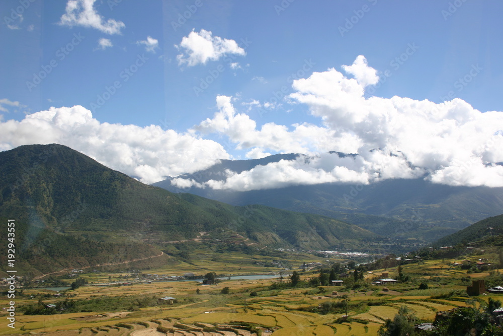 Fototapeta premium Harvested Rice Fields