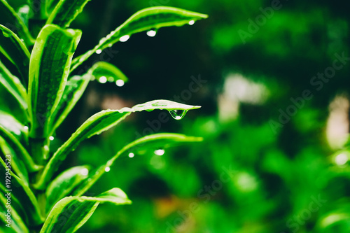 Green plant with drops of water after rain, nature, ecology, spring and summer concept