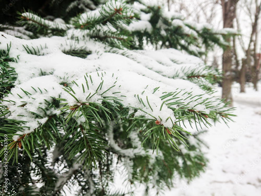 Snow on fir branches. Winter day in the forest or in the Park.