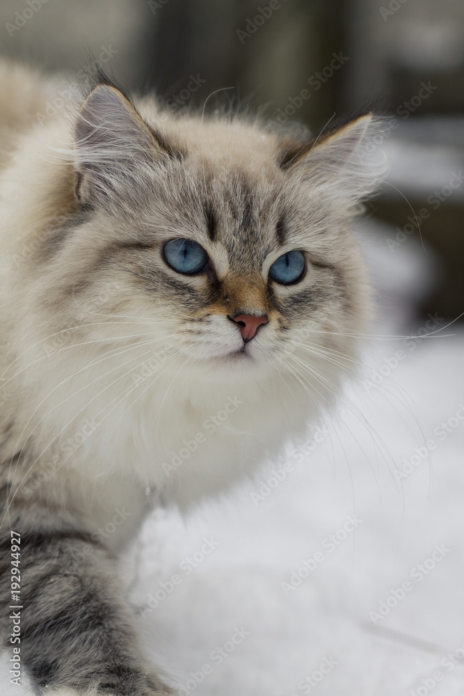 Animal lovers. Beautiful Siberian cat as a home pet.
