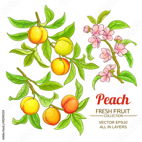 peach vector set