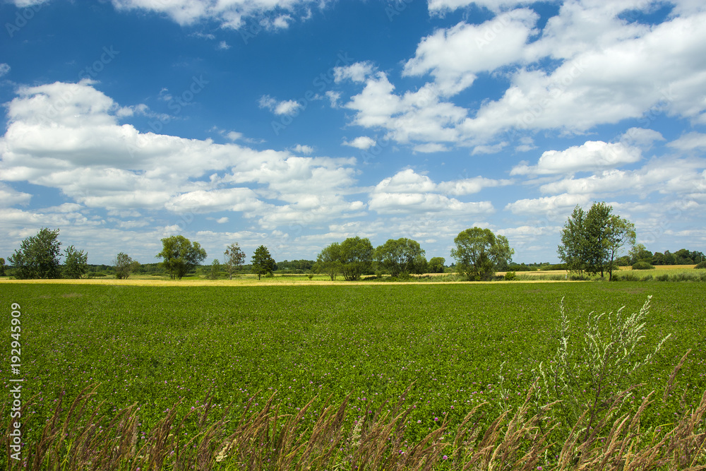 Fototapeta premium Green field, trees and blue sky