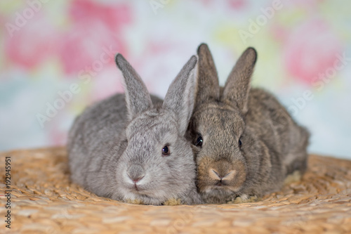 Cute little bunny rabbits