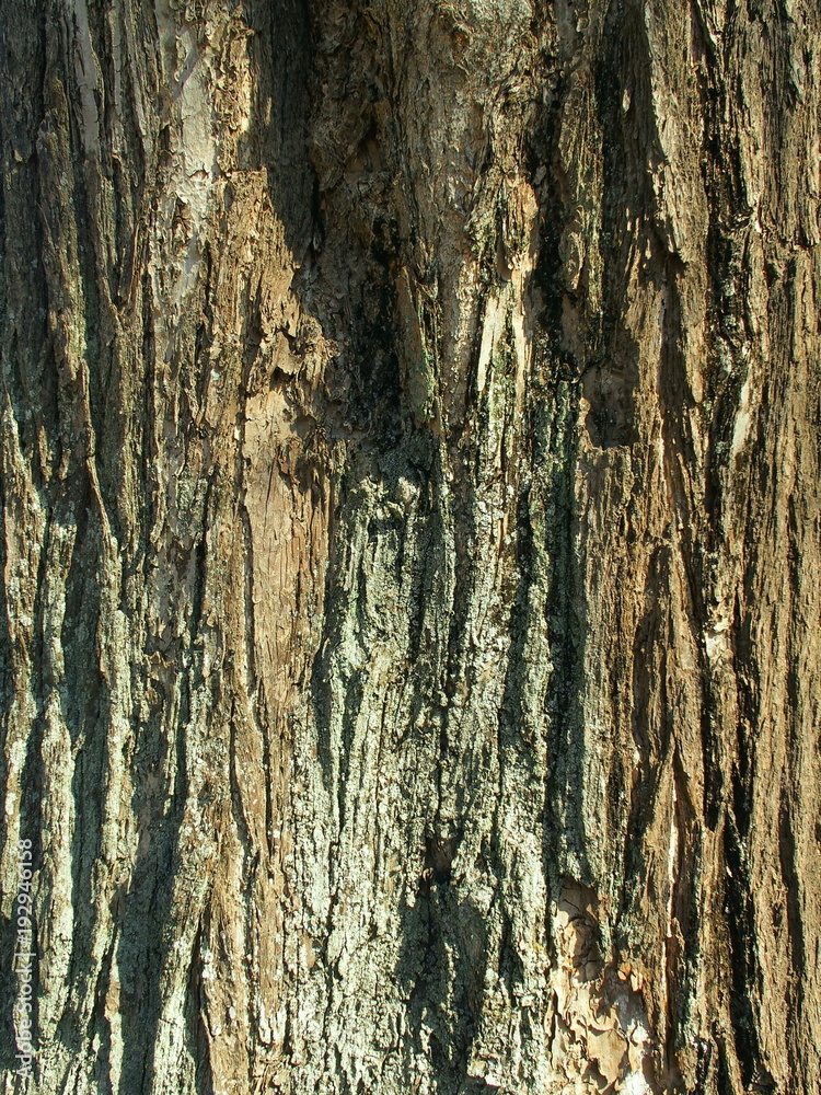 Obraz premium 古木の銀杏の幹