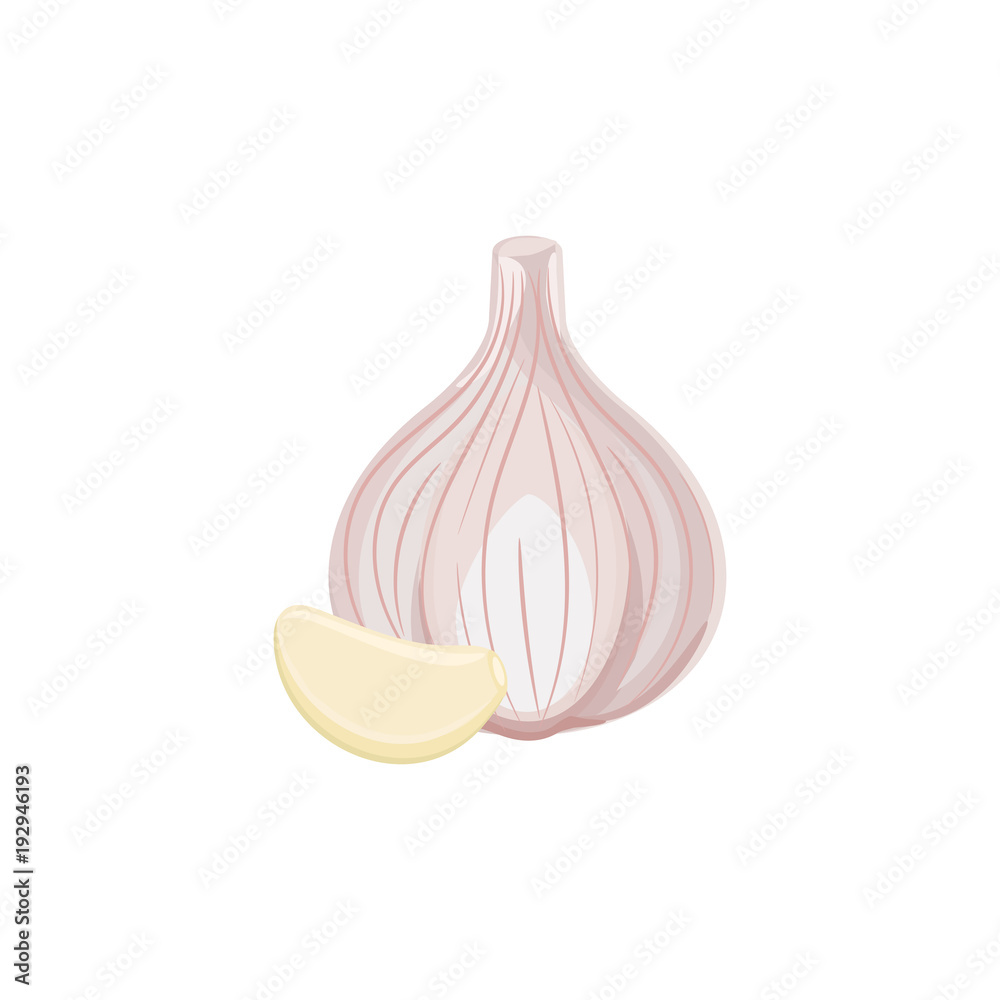 Garlic  isolated on white background. Vector illustration. ingredients for cooking.