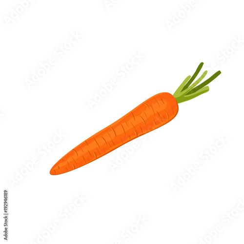 carrots isolated on white background. Vector illustration. ingredients for cooking.
