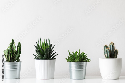 Collection of various cactus and succulent plants in different pots. Potted cactus house plants on white shelf against white wall. photo