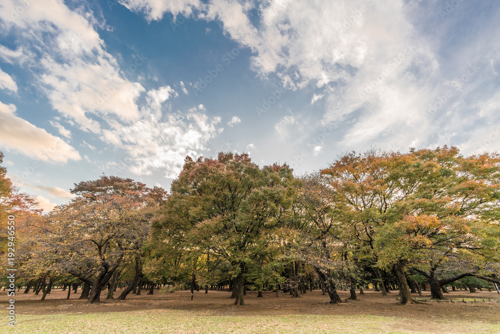 Momiji (maple tree) Autumn colors, Fall foliage sunset at Yoyogi Park in Shibuya ward, Tokyo, Japan Momiji (maple tree) Autumn colors, Fall foliage sunset at Yoyogi Park in Shibuya ward, Tokyo, Japan