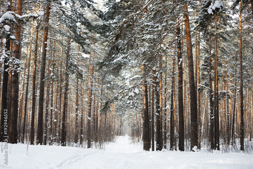Fototapeta premium Siberian winter forest