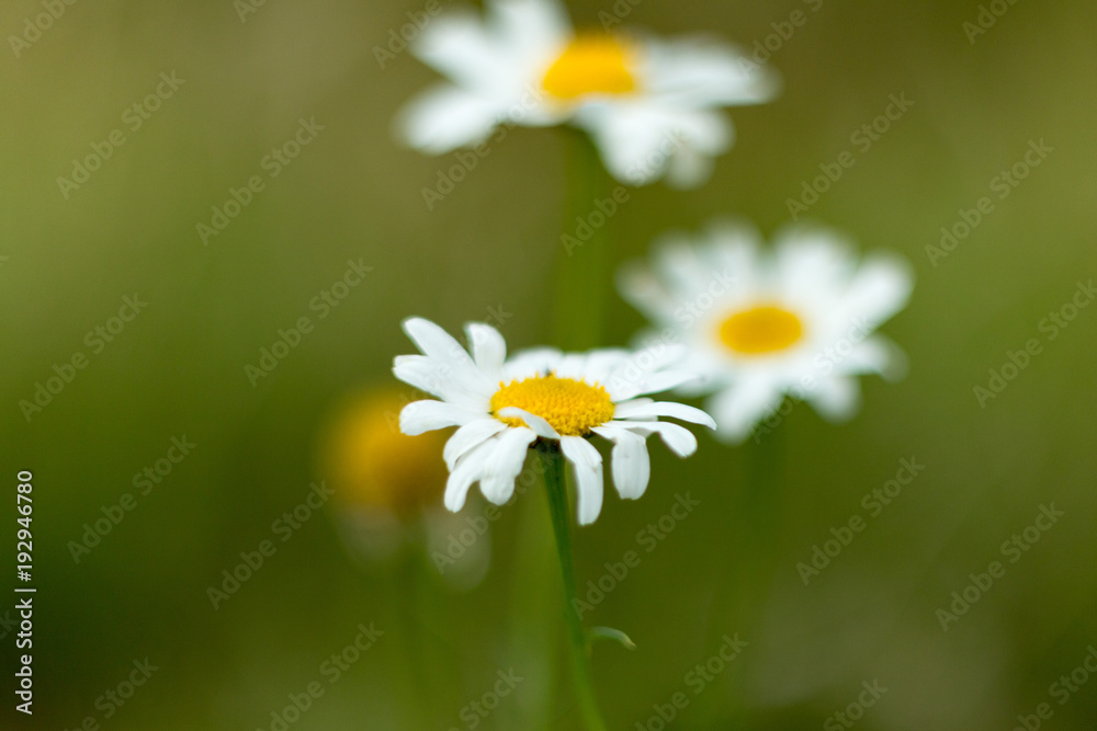 Nahaufnahme wilde Sommerblume Sommer verschwommener Hintergrund Nahaufnahme wilde Sommerblume Sommer verschwommener Hintergrund