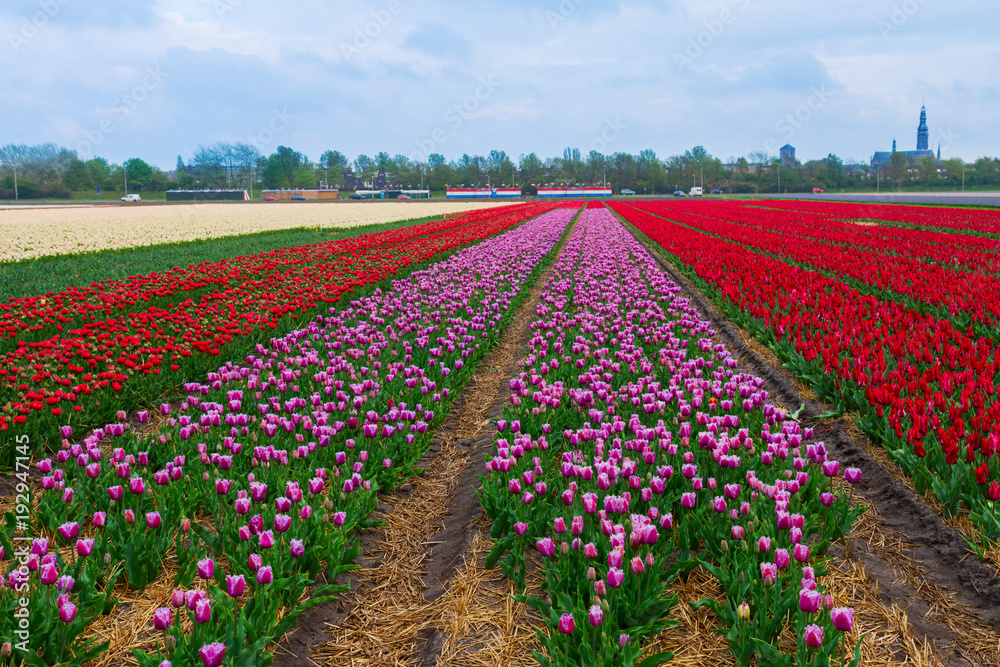 Rows of dutch tulips