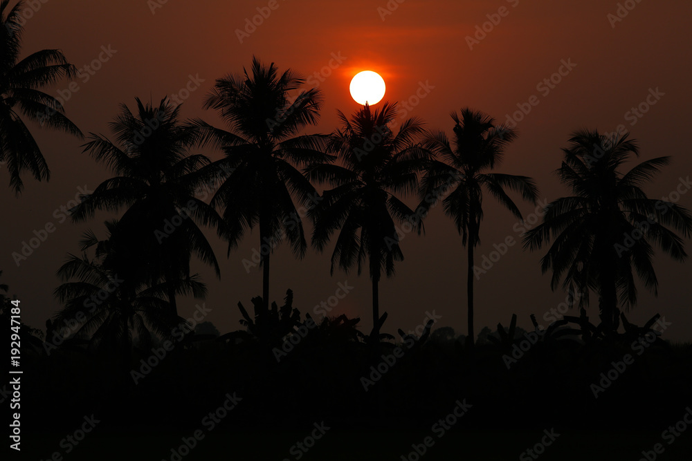 Silhouette palm tree and sunset summer nature background.